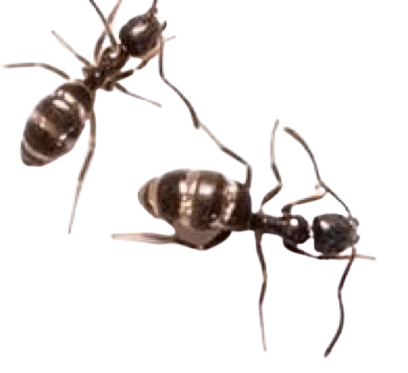 Odorous_House_Ant