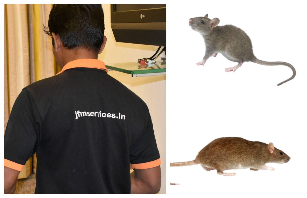 Rat Control Service