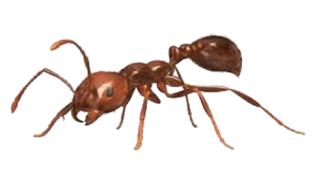 fireants