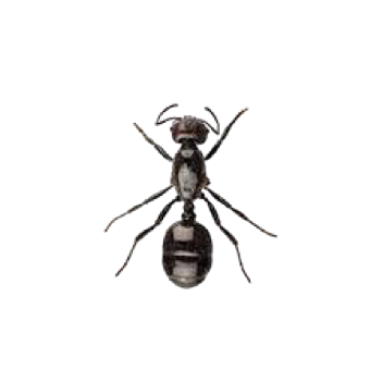 littleblackant