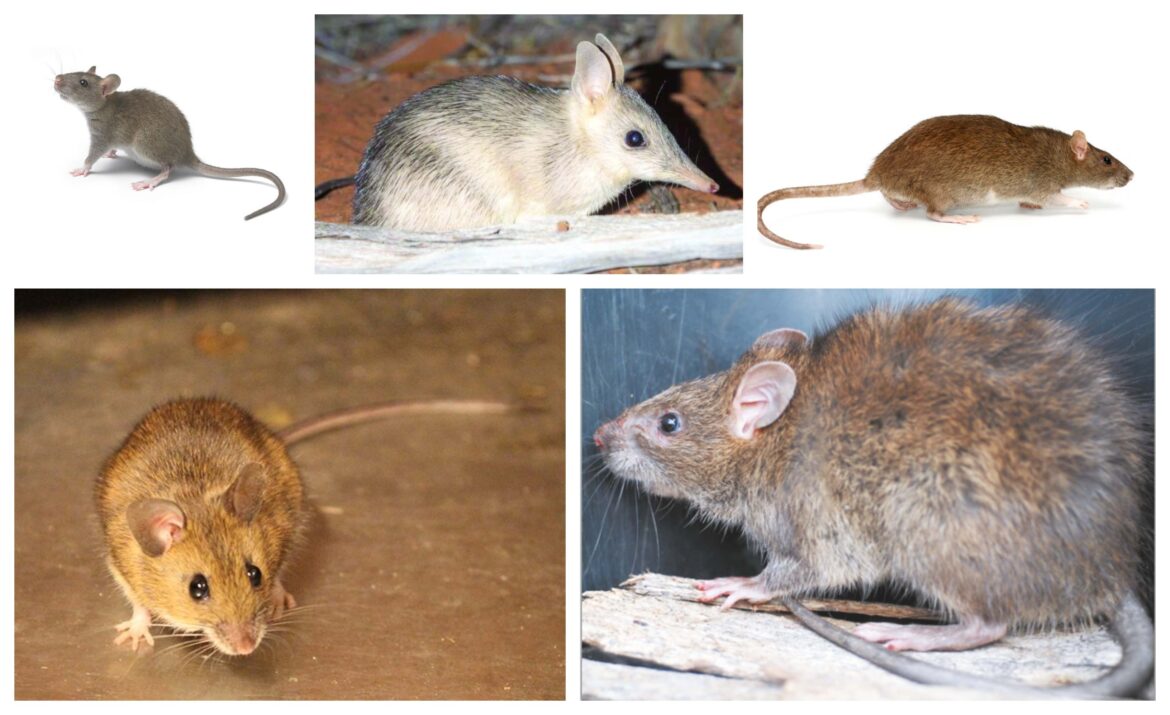 Rodents