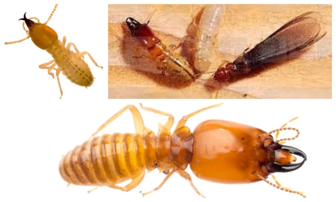 Termites